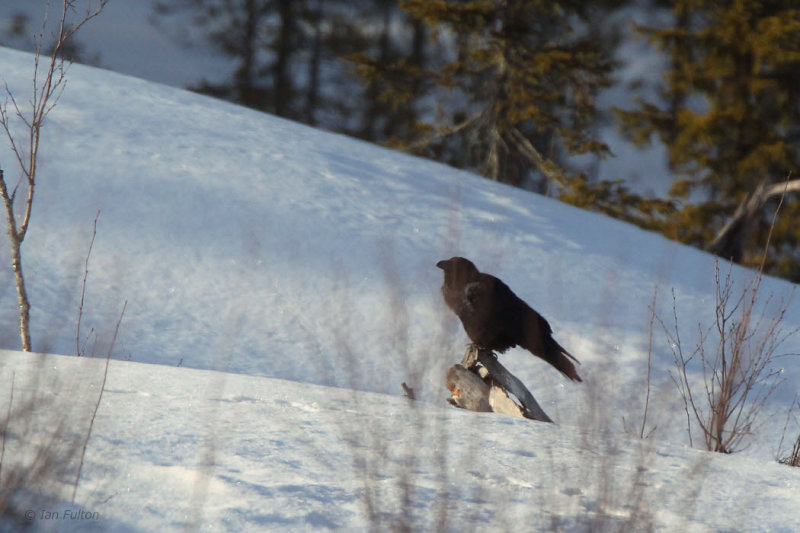 Raven, Kuusamo, Finland