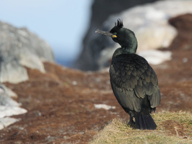 Shag, Hornya Island, Norway