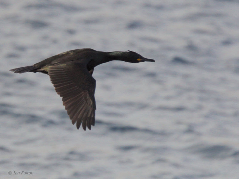 Shag, Hornya Island, Norway