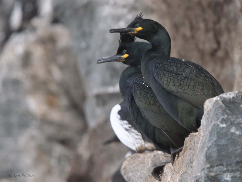 Shag, Hornya Island, Norway