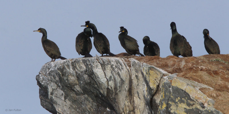 Shag, Hornya Island, Norway