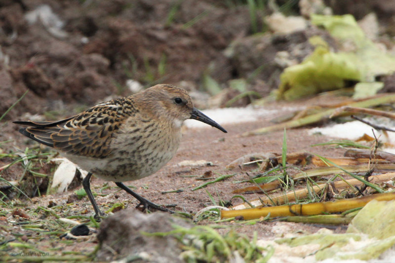 Dunlin, Loch Lomond NNR, Clyde