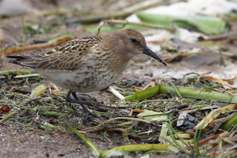 Dunlin, Loch Lomond NNR, Clyde