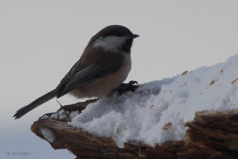 Siberian Tit, Kuusamo, Finland
