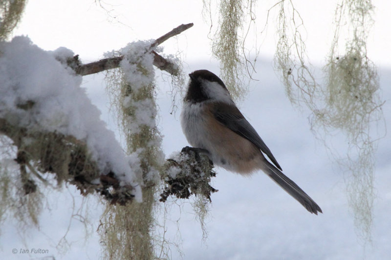 Siberian Tit, Kuusamo, Finland