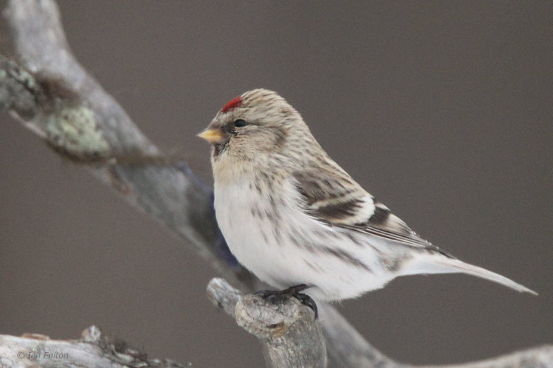 Coues Arctic Redpoll, Kaamanen, Finland