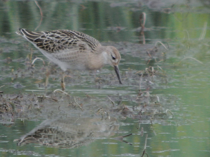 Ruff, RSPB Barons Haugh, Clydejpg