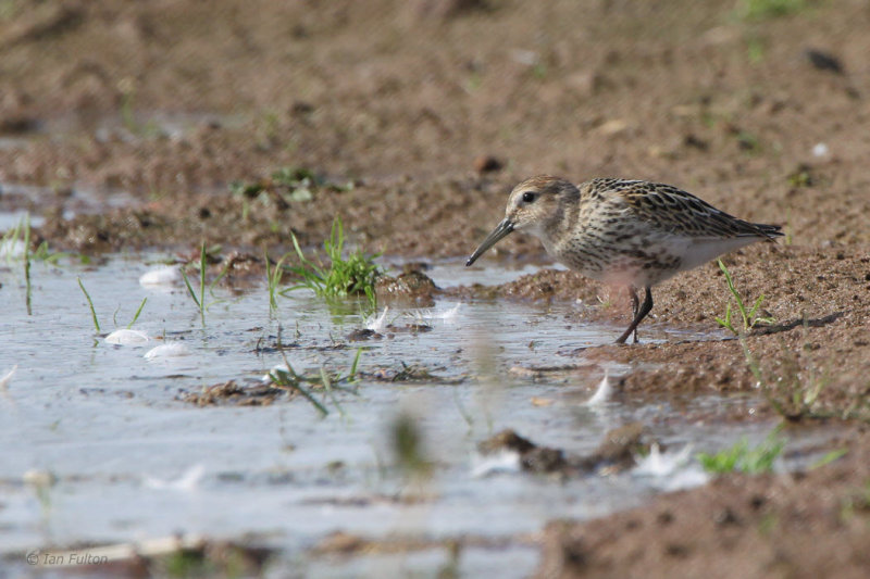 Dunlin, Loch Lomond NNR, Clyde