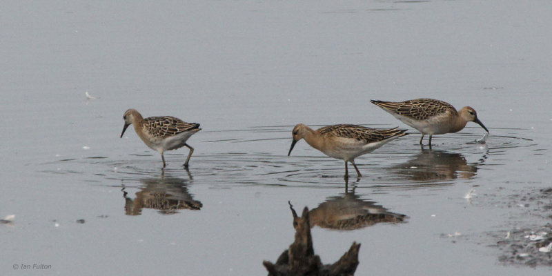 Ruff, RSPB Barons Haugh, Clyde