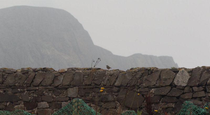 Bluethroat with Sheep Rock behind, Fair Isle