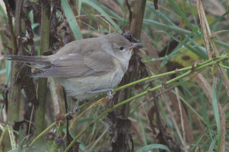 Garden Warbler, Fair Isle