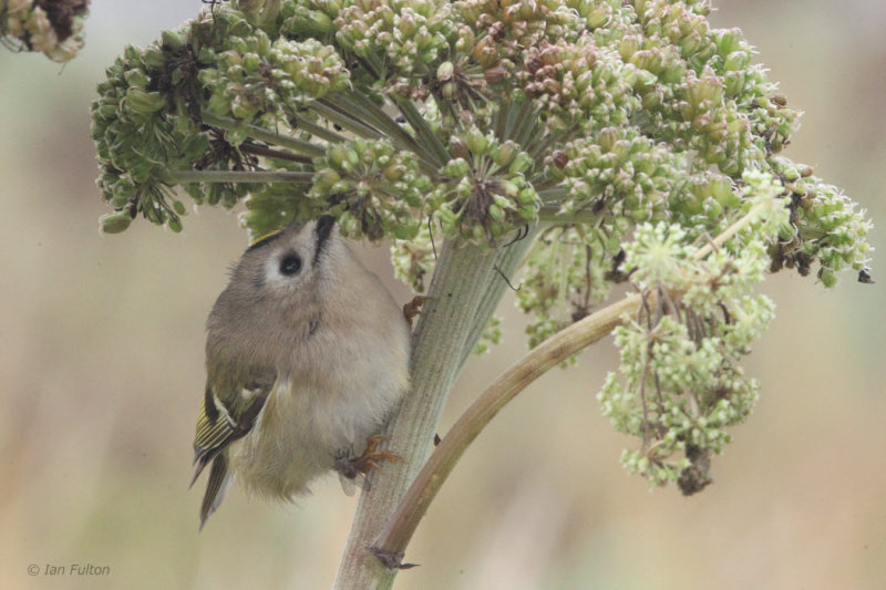 Goldcrest, Fair Isle