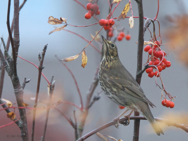 Song Thrush, Baillieston, Glasgow