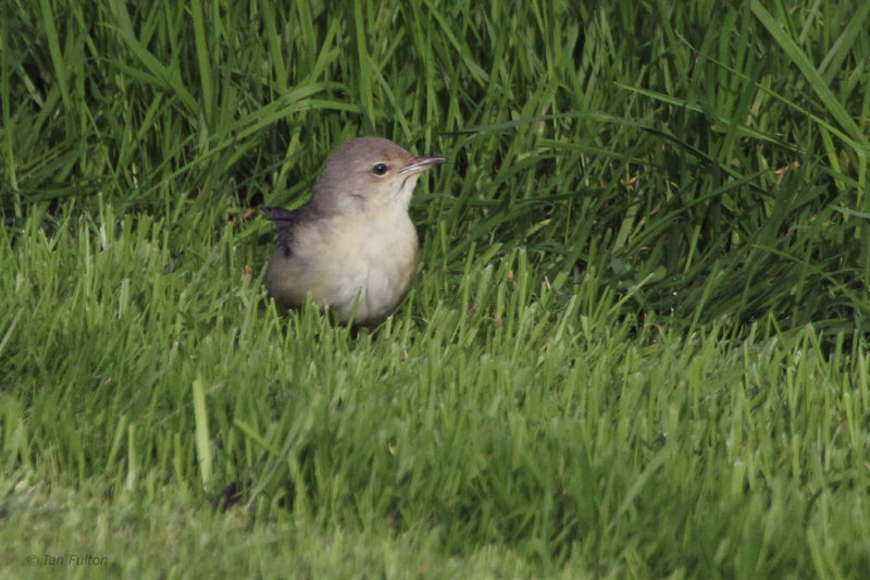 Barred Warbler, Swining, Shetland