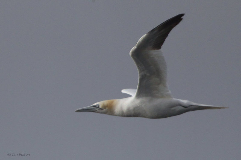 Gannet, Gutcher-Belmont ferry, Shetland