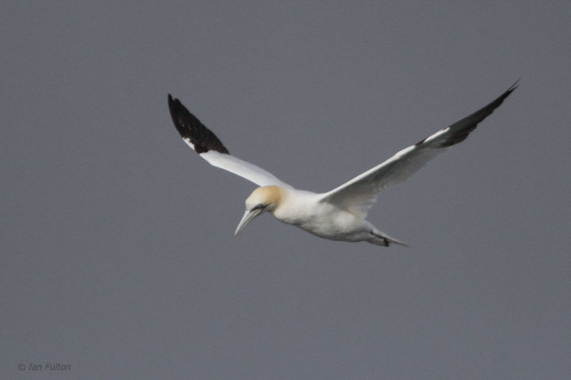 Gannet, Gutcher-Belmont ferry, Shetland
