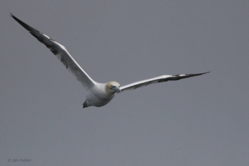Gannet, Gutcher-Belmont ferry, Shetland