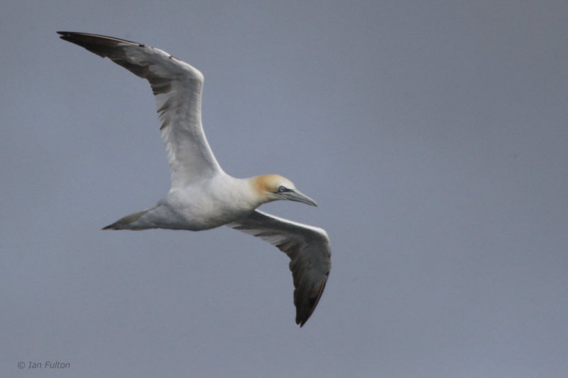 Gannet, Gutcher-Belmont ferry, Shetland