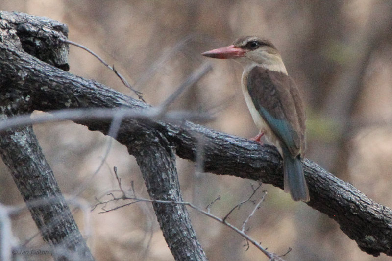 Brown-hooded Kingfisher