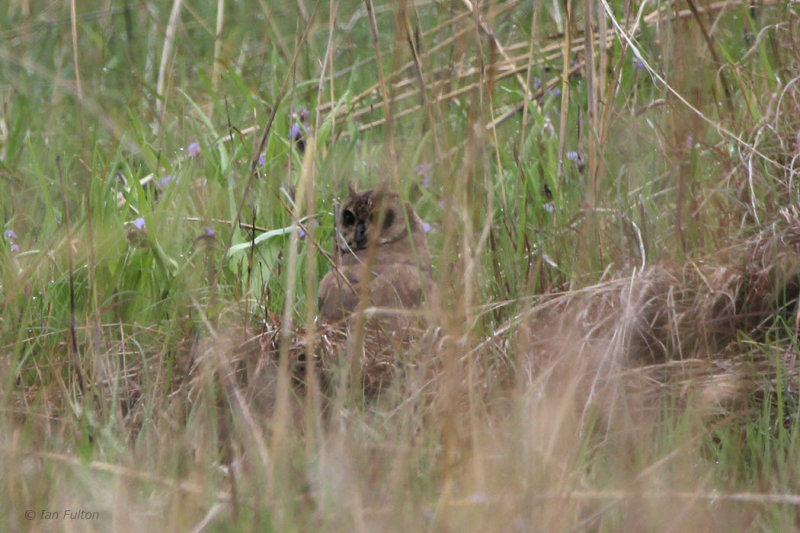 Grass Owl