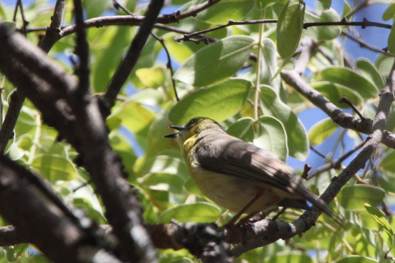 Green-capped Eremomela