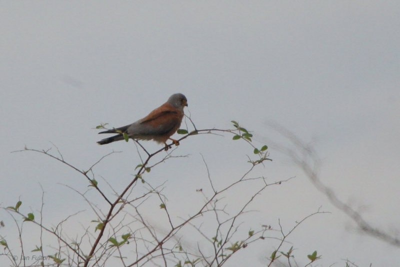 Lesser Kestrel