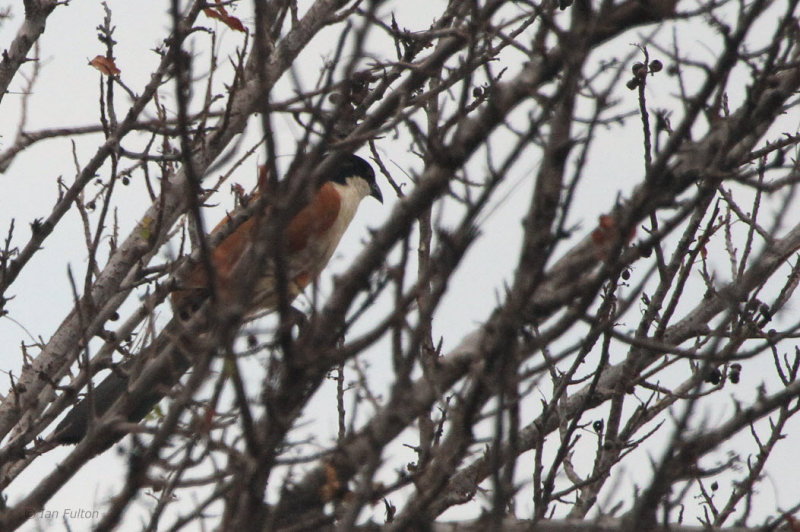 Senegal Coucal