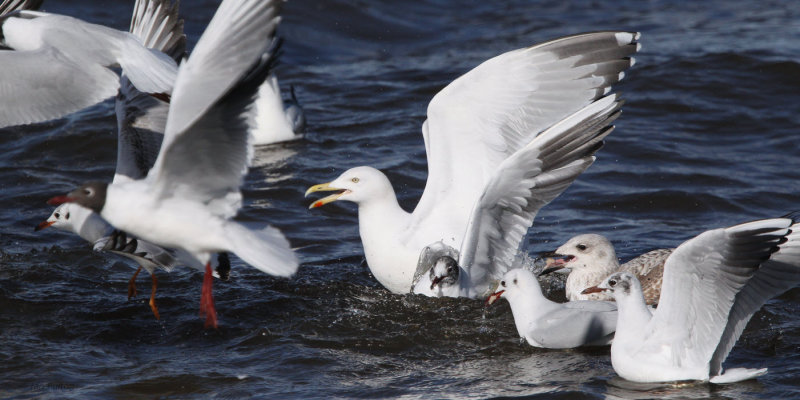 Gull feeding frenzy, Strathclyde Loch, Clyde