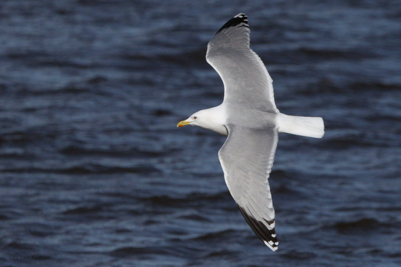 Herring Gull adult, Strathclyde Loch, Clyde