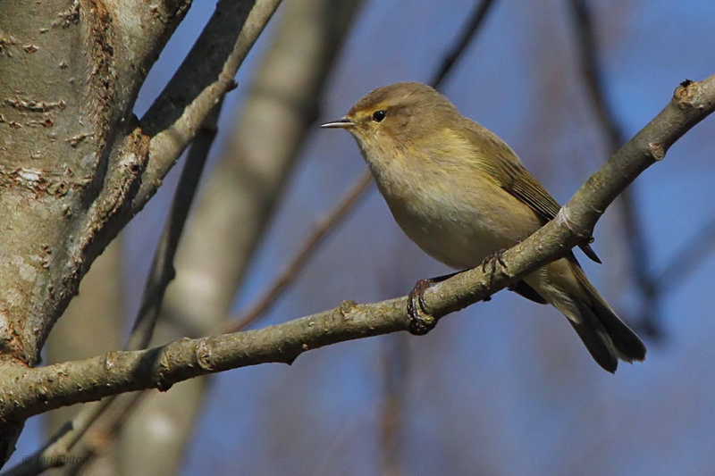 Chiffchaff, Loch Lomond NNR, Clyde