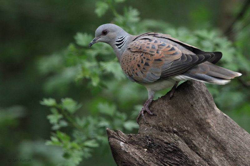 Turtle Dove, Hungary