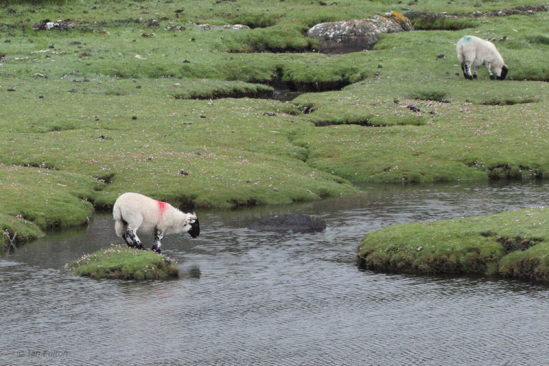 Lamb marooned itself on the saltmarsh at Scalasaig