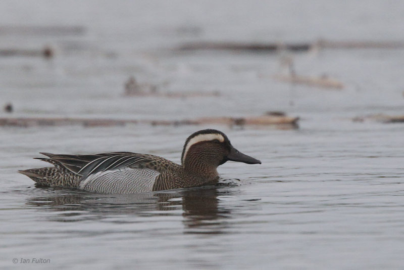 Grganey, Hortobagy NP, Hungary