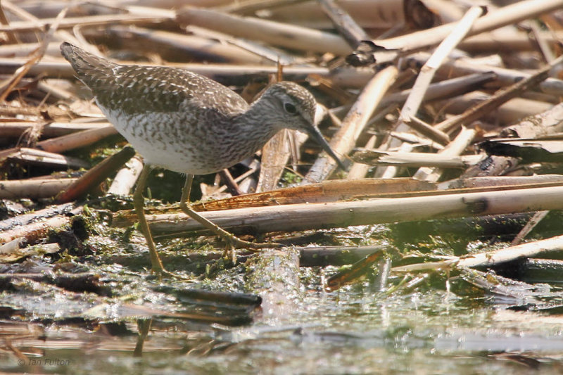 Wood Sandpiper, Hortobagy NP, Hungary