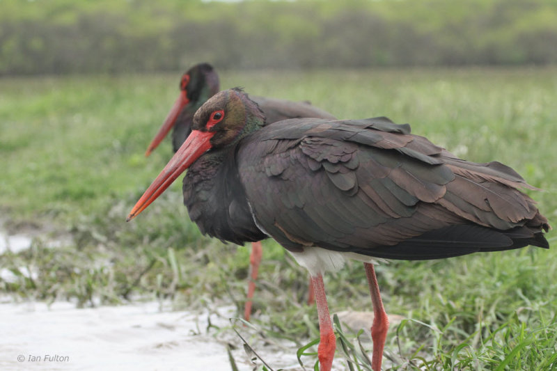 Black Stork, Hortobagy NP, Hungary