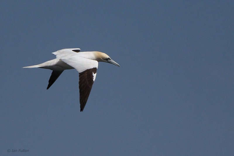 Gannet, Fife Ness