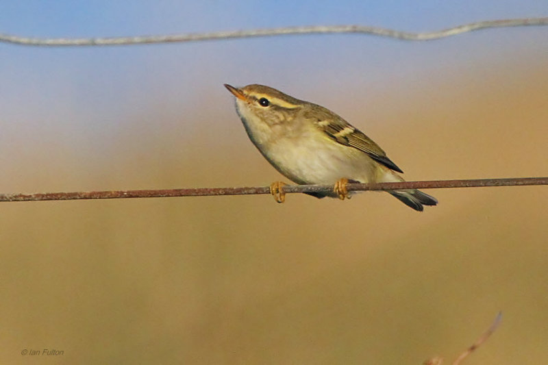 Yellow-browed Warbler, Vidlin, Shetland