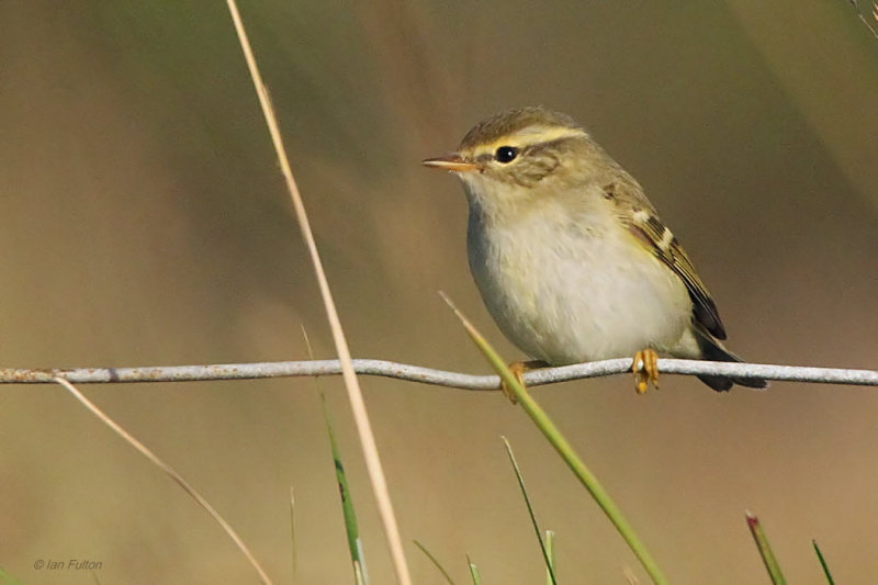 Yellow-browed Warbler, Vidlin, Shetland