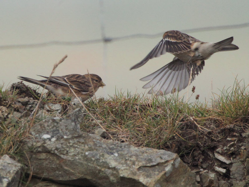 Twite, Sumburgh Quarry, Shetland