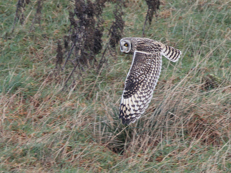 Short-eared Owl, Langbank, Clyde