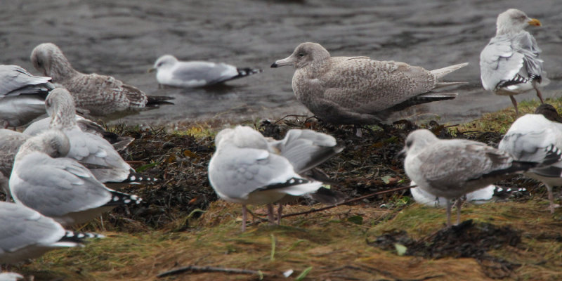 Glaucous Gull, Arrochar, Clyde