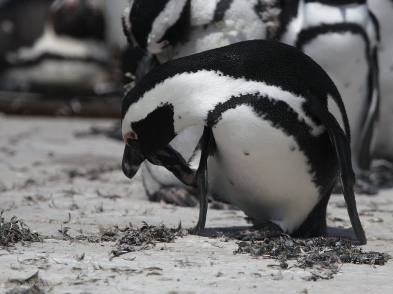 African Penguin, Stony Point, South Africa