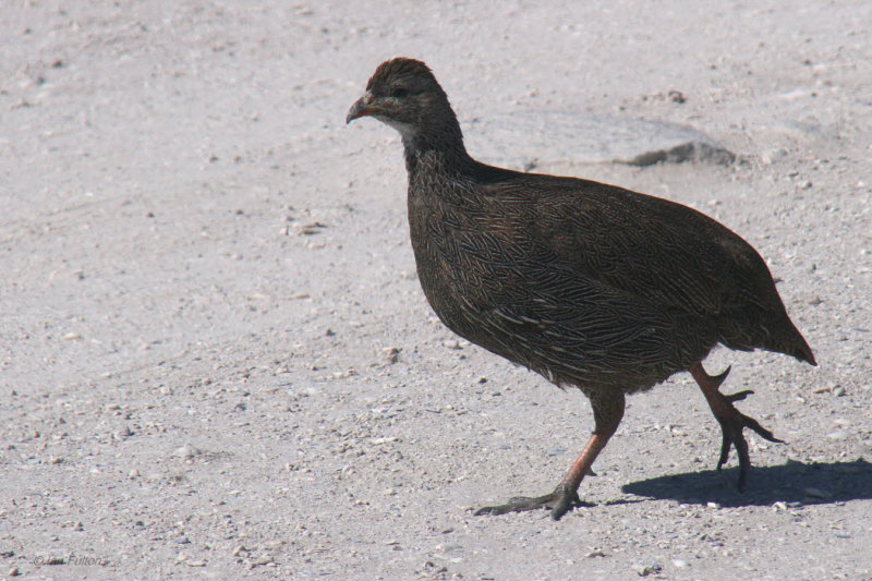 Cape Francolin, West Coast NP, South Africa