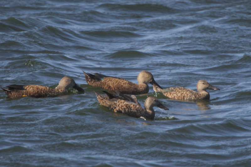 Cape Shoveler, Strandfontein-Cape Town, South Africa
