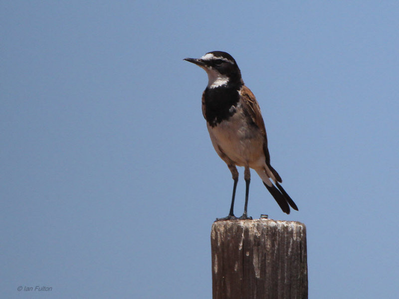 Cape Wagtail, Velddrif, South Africa