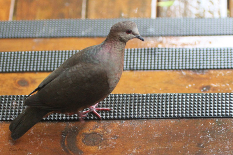 Delegorgues (Eastern Bronze-naped) Pigeon, Kingfisher Guest House-Wilderness, South Africa