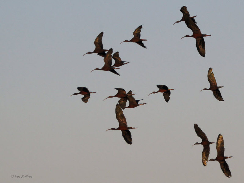Glossy Ibis, Kommetjie, South Africa