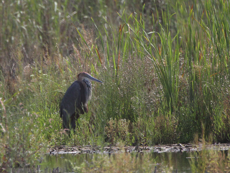 Goliath Heron, Marievale, South Africa