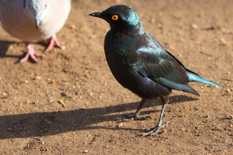 Greater Blue-eared Glossy Starling, Satara Camp-Kruger NP, South Africa