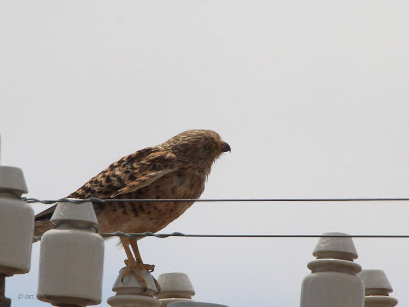 Greater Kestrel, Karoo NP, South Africa